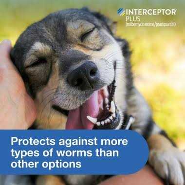 Interceptor Plus for Dogs Q3977
