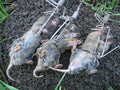 Stainless steel Gopher Trap G883