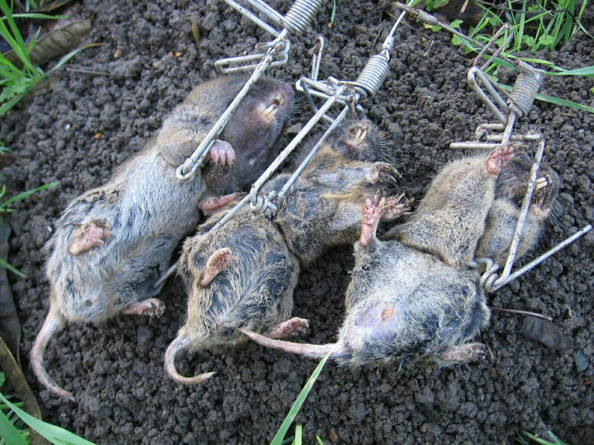 Stainless steel Gopher Trap G883