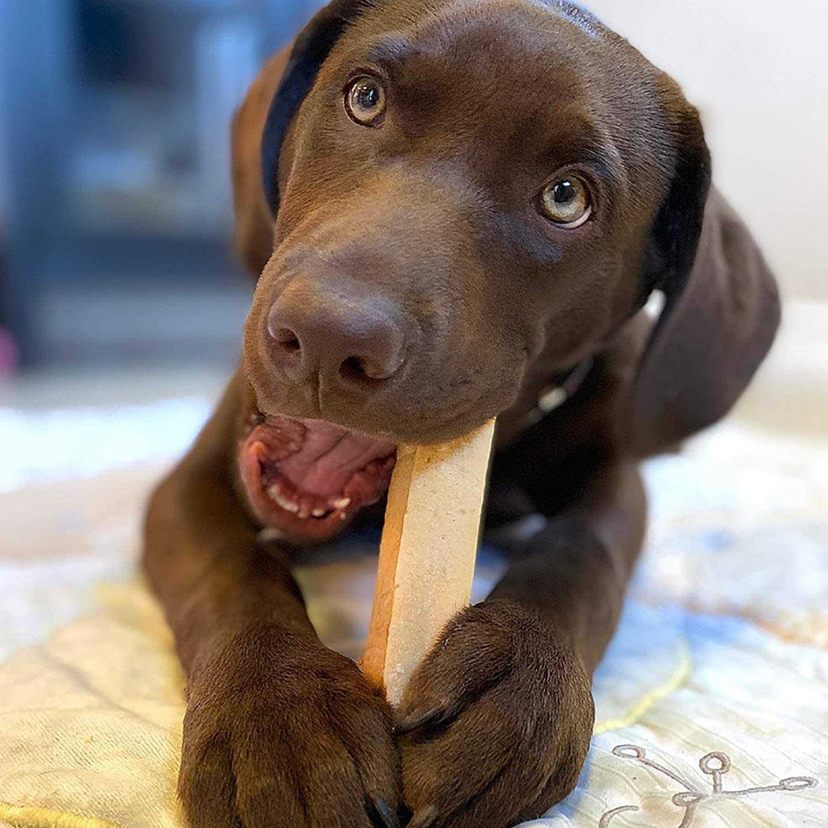 Yak Cheese Dog Chews B1686
