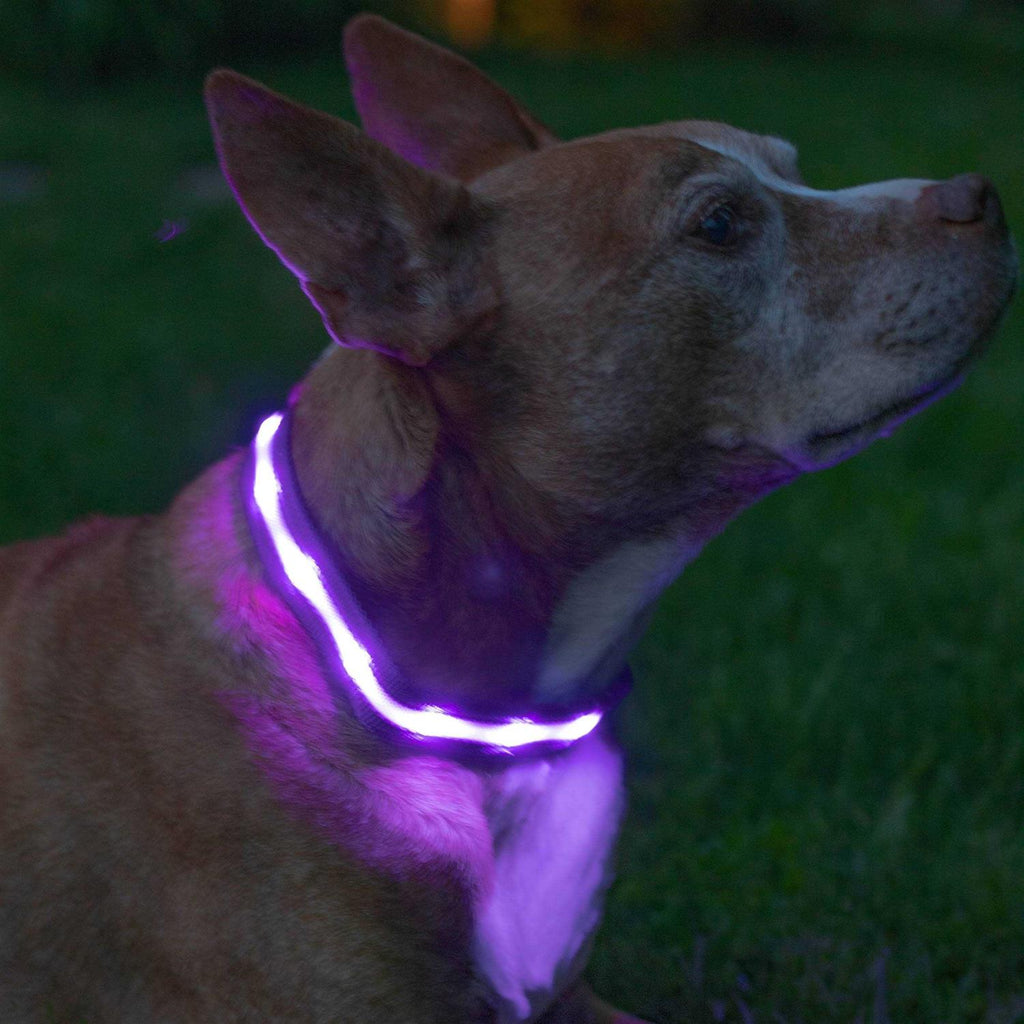 LED Light Up Dog Collar K331340