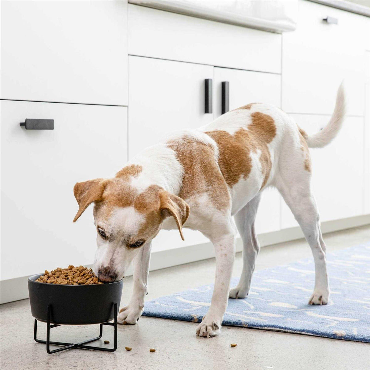 Solid Bowl + Dog Bowl Stand C445