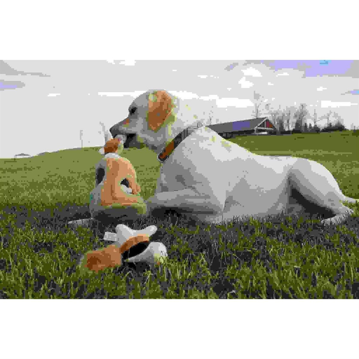 Hide A Squirrel Dog Toy K56165