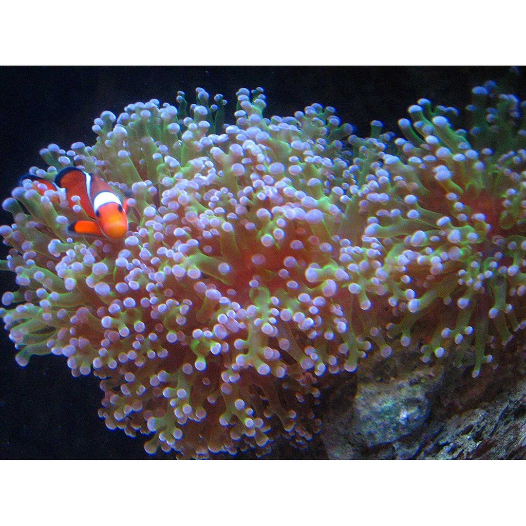 Activated Carbon 5 Gallon V591