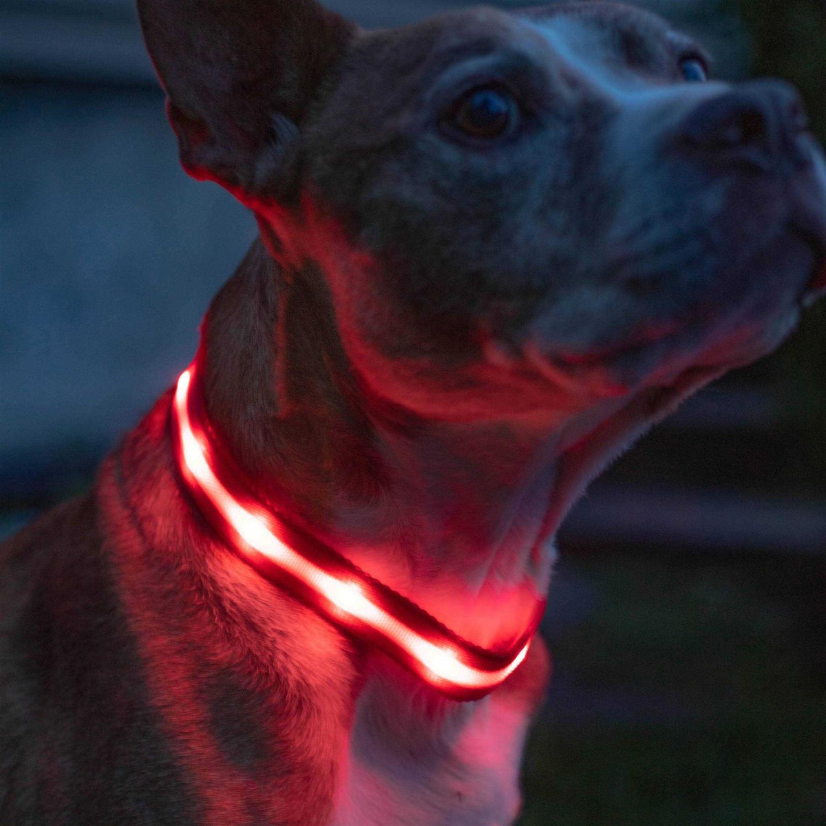 LED Light Up Dog Collar K331340