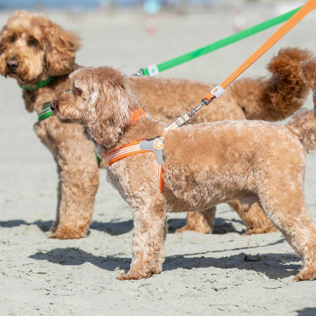 Dog Harness Z410