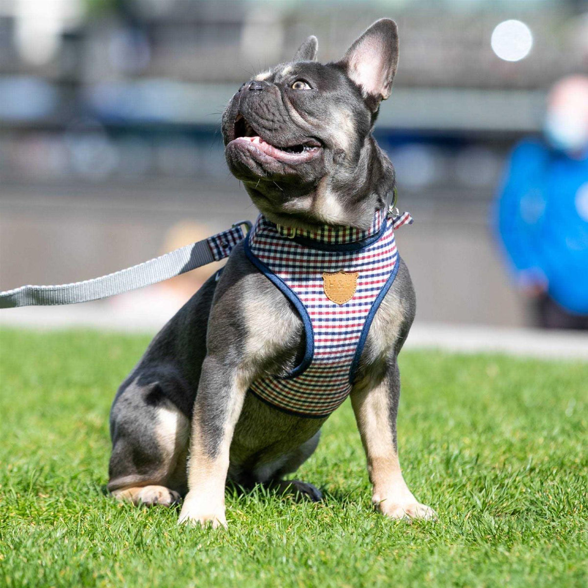 Fabric Nylon Dog Collar I224