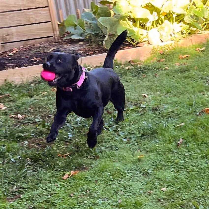 Squeak Toy Ball G69398
