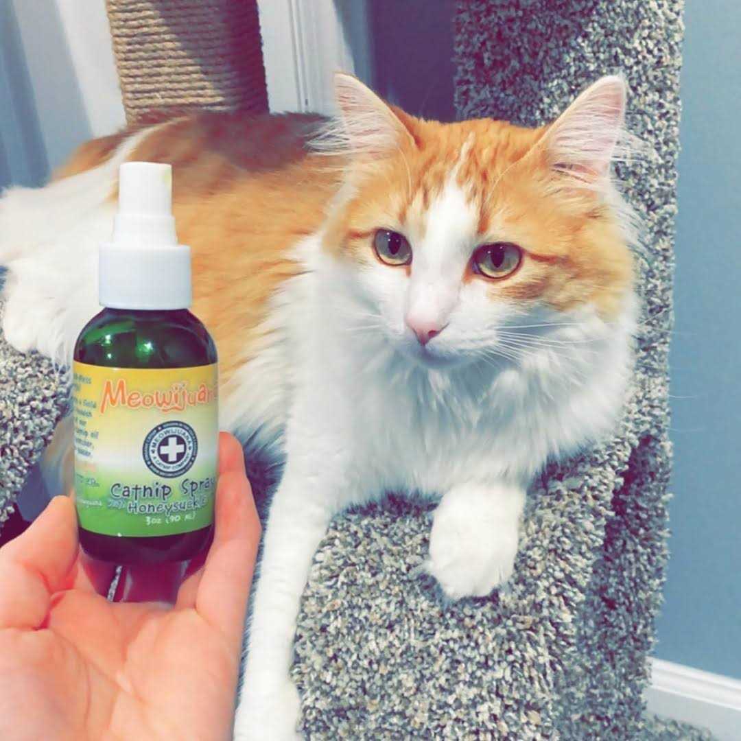 Catnip Spray D52501